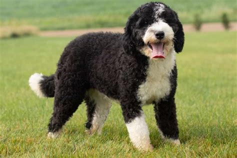  A Sheepadoodle can be an F1 or an F1b